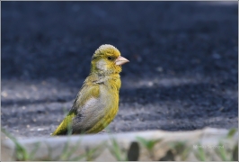 <p>ZVONEK ZELENÝ (Carduelis chloris) Šluknovsko (European greenfinch - Grünfink/</p>